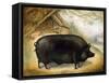 Large Black Pig-Porter Design-Framed Stretched Canvas