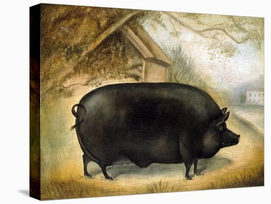 Large Black Pig-Porter Design-Stretched Canvas