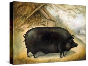 Large Black Pig-Porter Design-Stretched Canvas