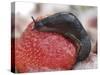 Large Black Slug on Mouldy Strawberries-null-Stretched Canvas