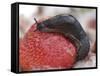 Large Black Slug on Mouldy Strawberries-null-Framed Stretched Canvas