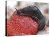 Large Black Slug on Mouldy Strawberries-null-Stretched Canvas