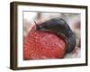 Large Black Slug on Mouldy Strawberries-null-Framed Photographic Print