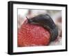 Large Black Slug on Mouldy Strawberries-null-Framed Photographic Print