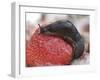 Large Black Slug on Mouldy Strawberries-null-Framed Photographic Print