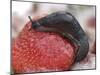 Large Black Slug on Mouldy Strawberries-null-Mounted Photographic Print