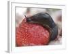 Large Black Slug on Mouldy Strawberries-null-Framed Photographic Print