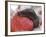 Large Black Slug on Mouldy Strawberries-null-Framed Photographic Print