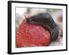 Large Black Slug on Mouldy Strawberries-null-Framed Photographic Print