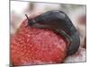 Large Black Slug on Mouldy Strawberries-null-Mounted Photographic Print