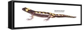 Large-Blotched Salamander (Ensatina Eschscholtzii), Amphibians-Encyclopaedia Britannica-Framed Stretched Canvas