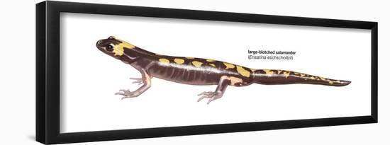 Large-Blotched Salamander (Ensatina Eschscholtzii), Amphibians-Encyclopaedia Britannica-Framed Poster