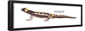 Large-Blotched Salamander (Ensatina Eschscholtzii), Amphibians-Encyclopaedia Britannica-Framed Poster