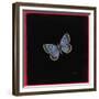 Large Blue Butterfly, 2000-Amelia Kleiser-Framed Giclee Print