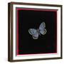 Large Blue Butterfly, 2000-Amelia Kleiser-Framed Giclee Print