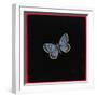 Large Blue Butterfly, 2000-Amelia Kleiser-Framed Giclee Print