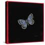 Large Blue Butterfly, 2000-Amelia Kleiser-Stretched Canvas