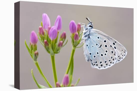 Large Blue Butterfly (Maculinea Arion) on a Common Centaury Flower, Somerset, England, UK-Ross Hoddinott-Stretched Canvas