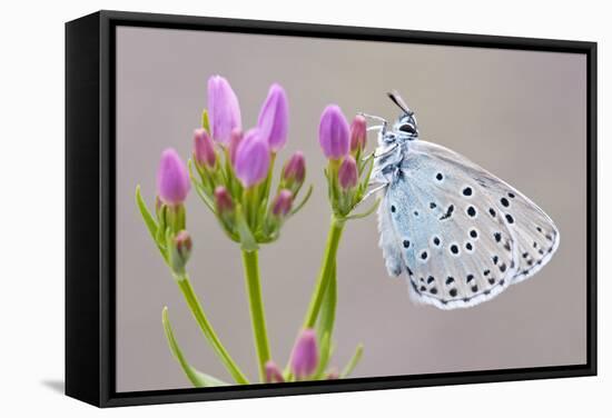 Large Blue Butterfly (Maculinea Arion) on a Common Centaury Flower, Somerset, England, UK-Ross Hoddinott-Framed Stretched Canvas