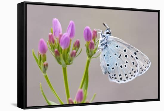 Large Blue Butterfly (Maculinea Arion) on a Common Centaury Flower, Somerset, England, UK-Ross Hoddinott-Framed Stretched Canvas