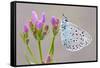 Large Blue Butterfly (Maculinea Arion) on a Common Centaury Flower, Somerset, England, UK-Ross Hoddinott-Framed Stretched Canvas