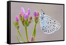 Large Blue Butterfly (Maculinea Arion) on a Common Centaury Flower, Somerset, England, UK-Ross Hoddinott-Framed Stretched Canvas