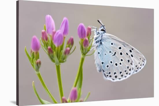 Large Blue Butterfly (Maculinea Arion) on a Common Centaury Flower, Somerset, England, UK-Ross Hoddinott-Stretched Canvas