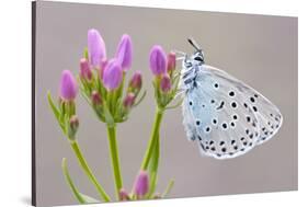 Large Blue Butterfly (Maculinea Arion) on a Common Centaury Flower, Somerset, England, UK-Ross Hoddinott-Stretched Canvas