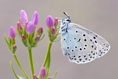 https://imgc.allpostersimages.com/img/posters/large-blue-butterfly-maculinea-arion-on-a-common-centaury-flower-somerset-england-uk_u-L-Q10O4JJ0.jpg?artPerspective=n