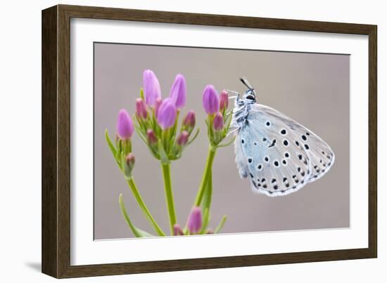 Large Blue Butterfly (Maculinea Arion) on a Common Centaury Flower, Somerset, England, UK-Ross Hoddinott-Framed Photographic Print