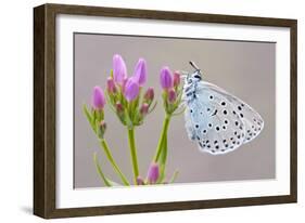 Large Blue Butterfly (Maculinea Arion) on a Common Centaury Flower, Somerset, England, UK-Ross Hoddinott-Framed Photographic Print