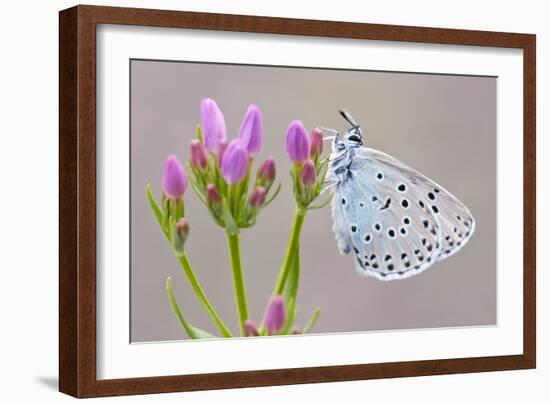 Large Blue Butterfly (Maculinea Arion) on a Common Centaury Flower, Somerset, England, UK-Ross Hoddinott-Framed Photographic Print