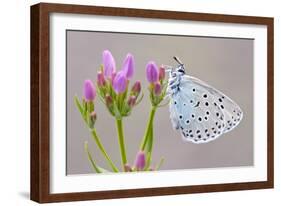 Large Blue Butterfly (Maculinea Arion) on a Common Centaury Flower, Somerset, England, UK-Ross Hoddinott-Framed Photographic Print