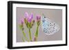 Large Blue Butterfly (Maculinea Arion) on a Common Centaury Flower, Somerset, England, UK-Ross Hoddinott-Framed Photographic Print