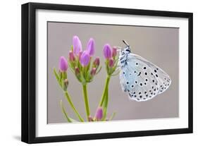 Large Blue Butterfly (Maculinea Arion) on a Common Centaury Flower, Somerset, England, UK-Ross Hoddinott-Framed Photographic Print