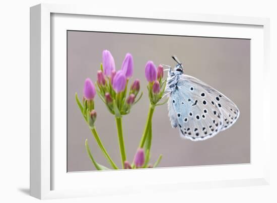 Large Blue Butterfly (Maculinea Arion) on a Common Centaury Flower, Somerset, England, UK-Ross Hoddinott-Framed Photographic Print