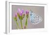 Large Blue Butterfly (Maculinea Arion) on a Common Centaury Flower, Somerset, England, UK-Ross Hoddinott-Framed Photographic Print