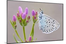 Large Blue Butterfly (Maculinea Arion) on a Common Centaury Flower, Somerset, England, UK-Ross Hoddinott-Mounted Photographic Print