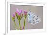 Large Blue Butterfly (Maculinea Arion) on a Common Centaury Flower, Somerset, England, UK-Ross Hoddinott-Framed Photographic Print