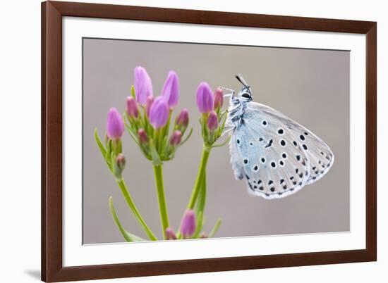 Large Blue Butterfly (Maculinea Arion) on a Common Centaury Flower, Somerset, England, UK-Ross Hoddinott-Framed Photographic Print