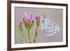 Large Blue Butterfly (Maculinea Arion) on a Common Centaury Flower, Somerset, England, UK-Ross Hoddinott-Framed Photographic Print