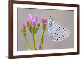 Large Blue Butterfly (Maculinea Arion) on a Common Centaury Flower, Somerset, England, UK-Ross Hoddinott-Framed Photographic Print