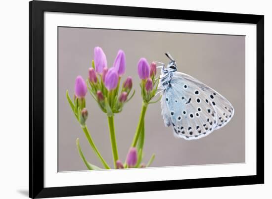 Large Blue Butterfly (Maculinea Arion) on a Common Centaury Flower, Somerset, England, UK-Ross Hoddinott-Framed Photographic Print
