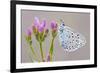 Large Blue Butterfly (Maculinea Arion) on a Common Centaury Flower, Somerset, England, UK-Ross Hoddinott-Framed Photographic Print