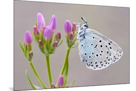 Large Blue Butterfly (Maculinea Arion) on a Common Centaury Flower, Somerset, England, UK-Ross Hoddinott-Mounted Photographic Print