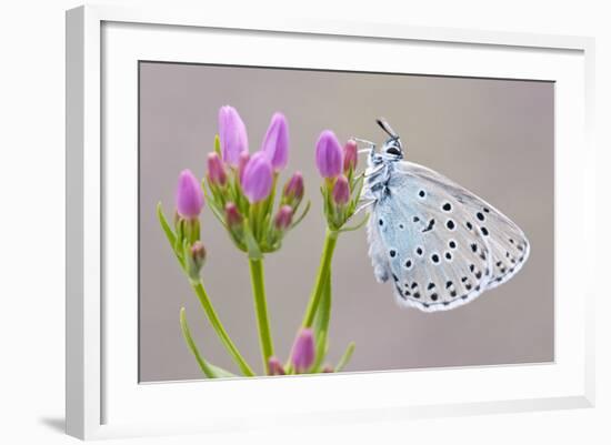 Large Blue Butterfly (Maculinea Arion) on a Common Centaury Flower, Somerset, England, UK-Ross Hoddinott-Framed Photographic Print