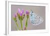 Large Blue Butterfly (Maculinea Arion) on a Common Centaury Flower, Somerset, England, UK-Ross Hoddinott-Framed Photographic Print