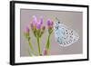 Large Blue Butterfly (Maculinea Arion) on a Common Centaury Flower, Somerset, England, UK-Ross Hoddinott-Framed Photographic Print