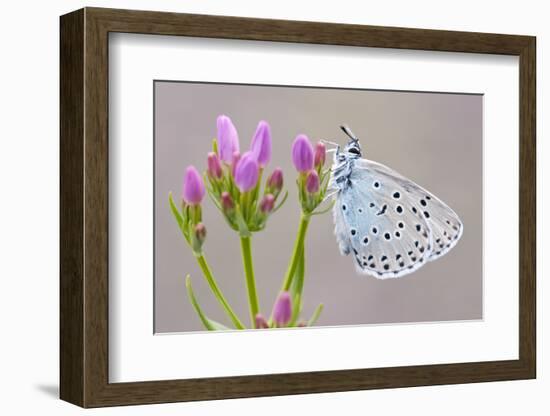 Large Blue Butterfly (Maculinea Arion) on a Common Centaury Flower, Somerset, England, UK-Ross Hoddinott-Framed Photographic Print