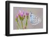 Large Blue Butterfly (Maculinea Arion) on a Common Centaury Flower, Somerset, England, UK-Ross Hoddinott-Framed Photographic Print